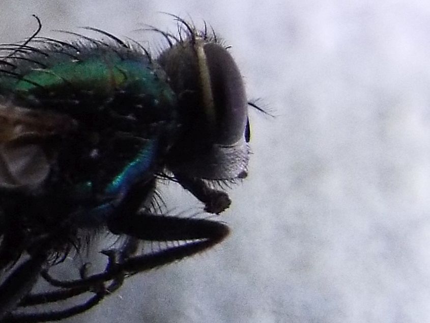 Lucilia sp. femmina del gruppo sericata (Calliphoridae)